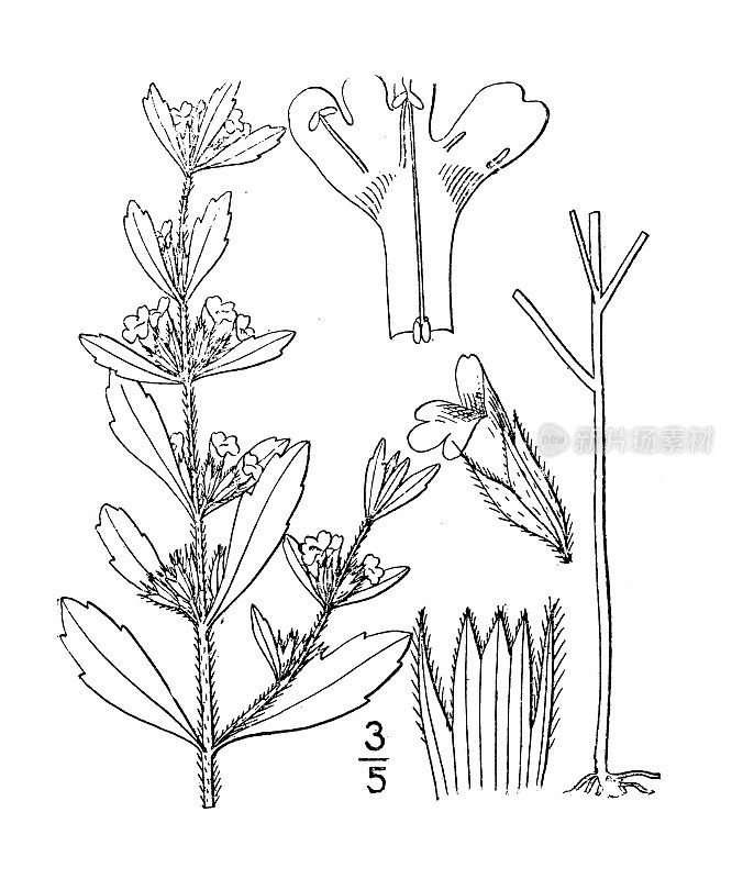 古植物学植物插图:hedeoma pulegioides，美国pennyroyal